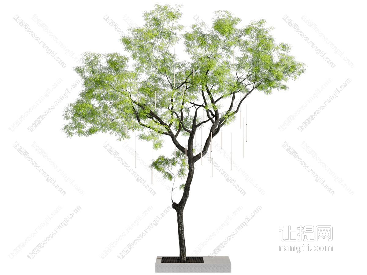 现代景观树木