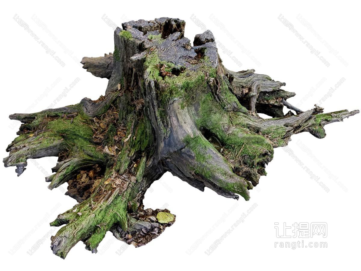 现代长满青苔的树桩 枯树根