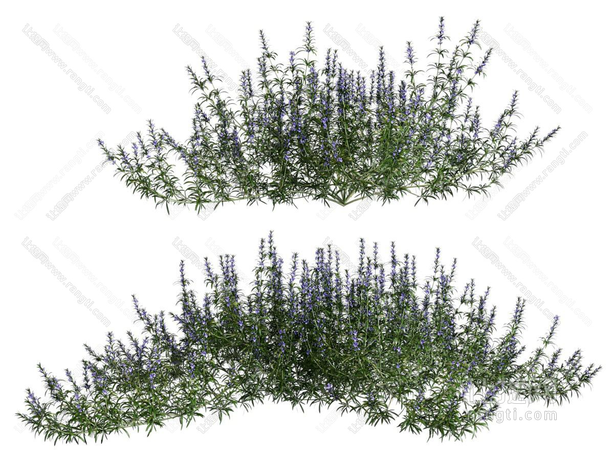 现代花卉花草植物
