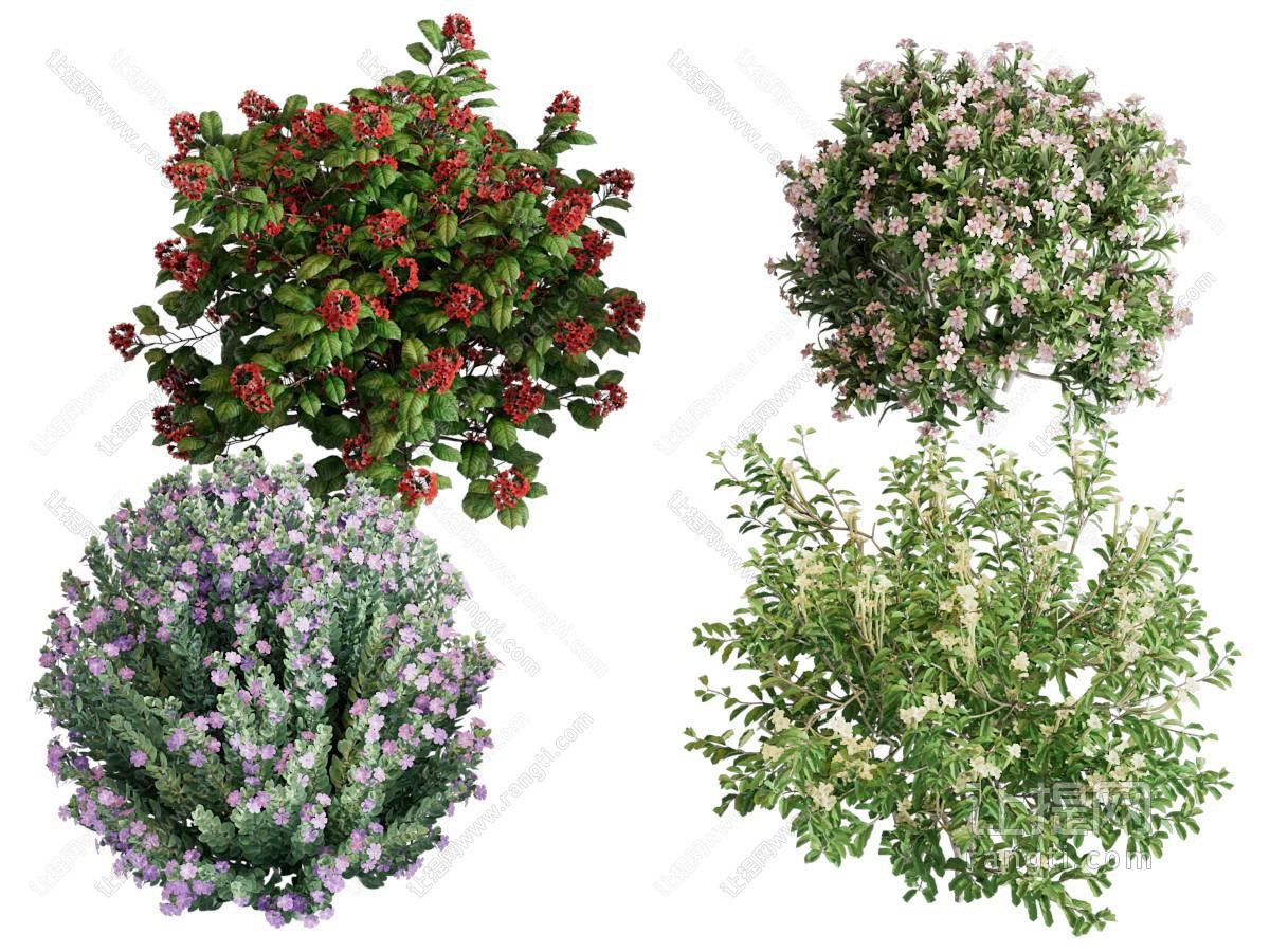 现代花卉花草植物