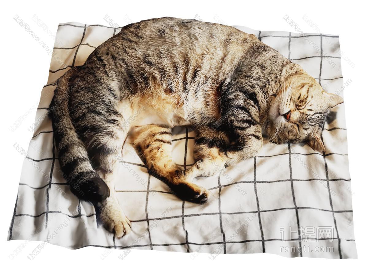 现代睡觉的猫咪 爬行动物 宠物猫