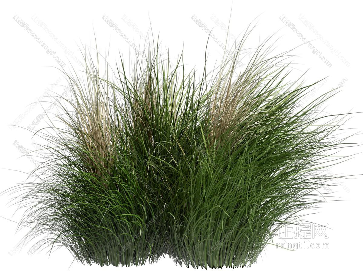 现代花草植物 草丛
