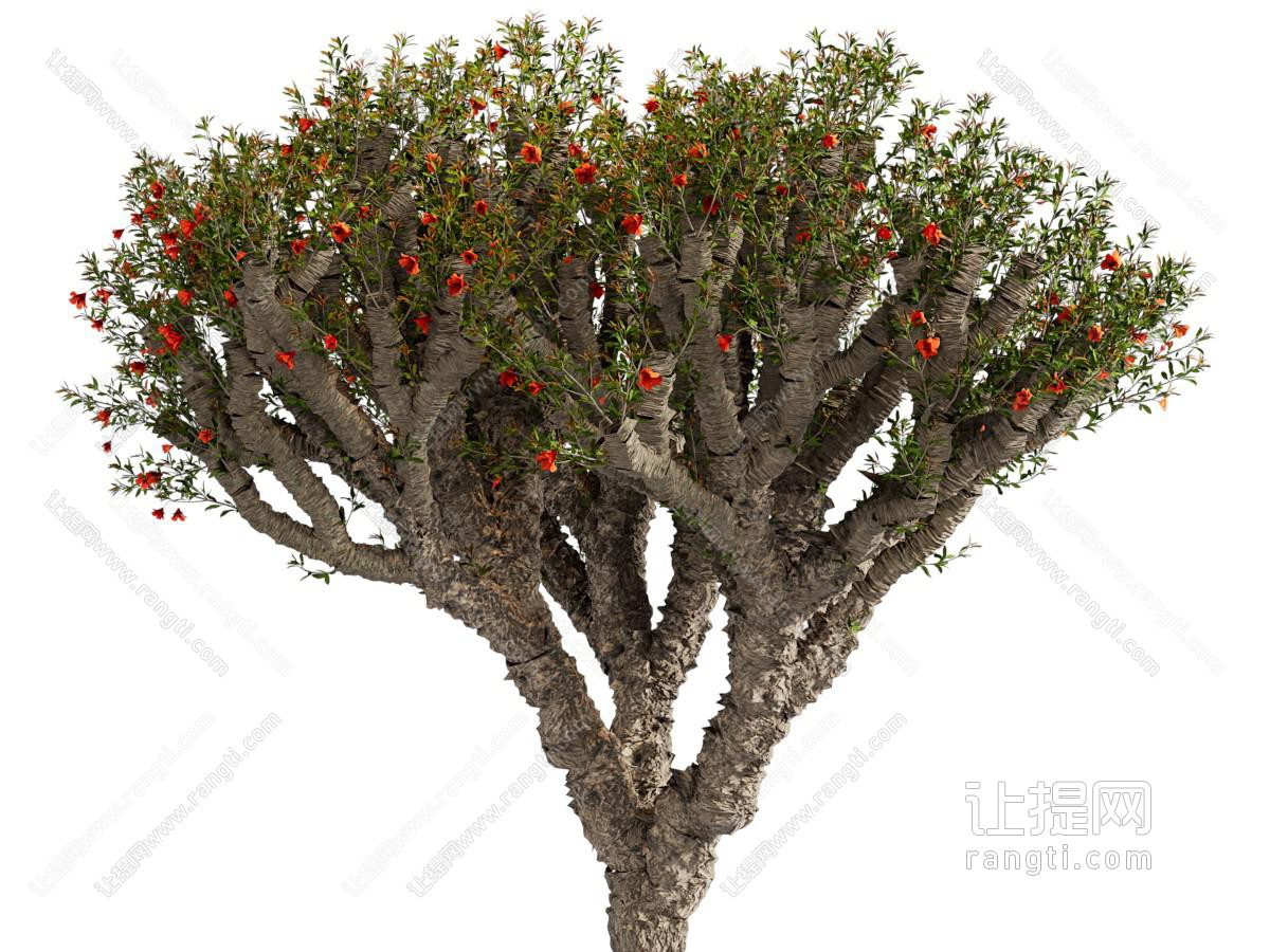 现代开着花朵的景观树木