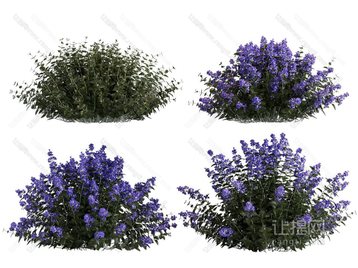 现代花卉花草植物