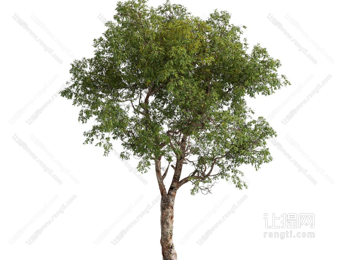 现代景观树木