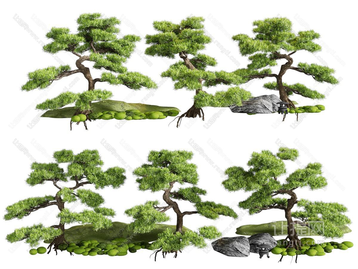 新中式松树景观树木