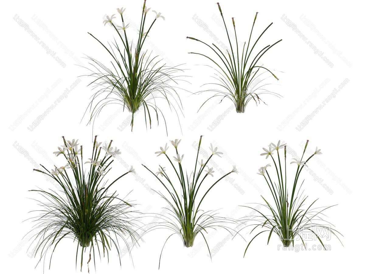 现代兰花 花草花卉植物
