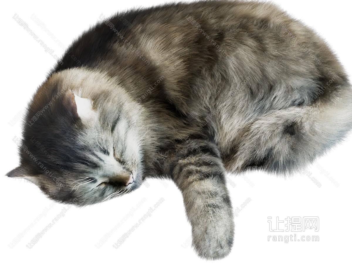 现代宠物猫咪 爬行动物