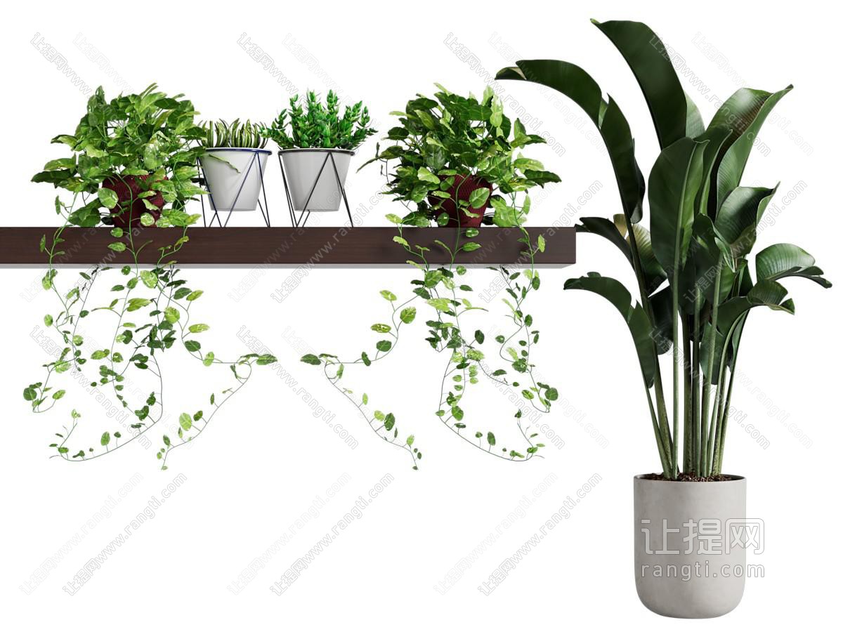 现代藤蔓植物 吊篮绿植