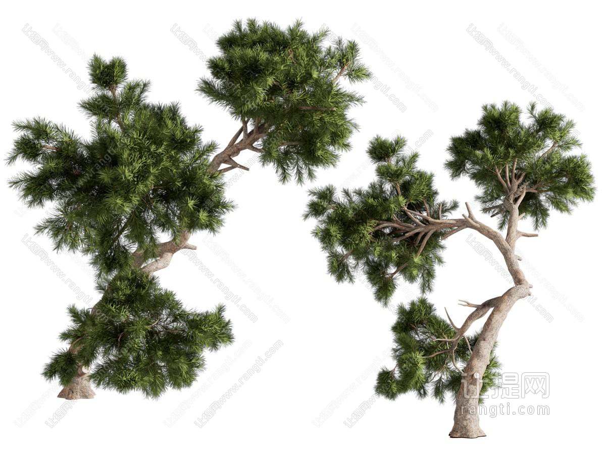 现代松树 柏树 景观树木