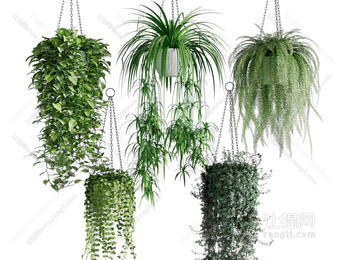 现代花草植物 吊篮绿植