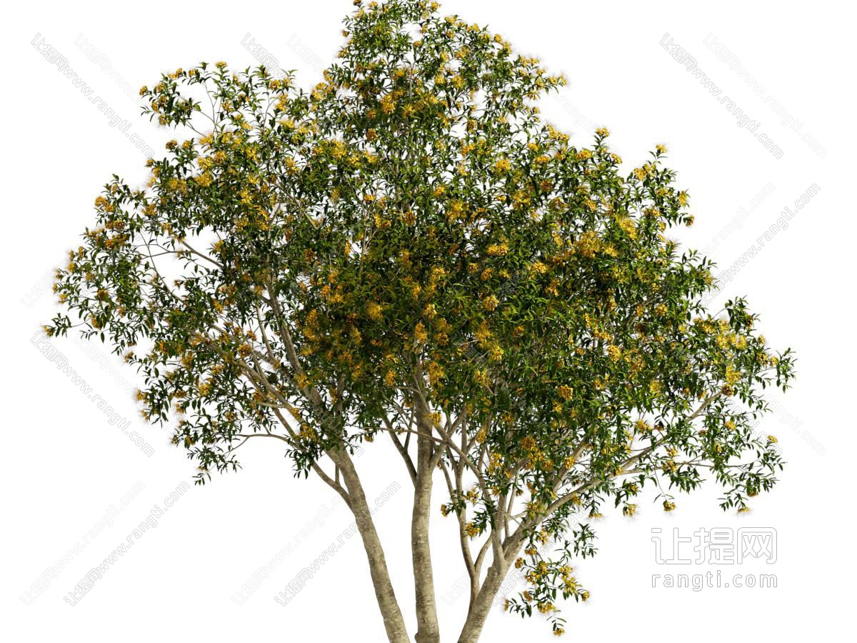 现代花树 景观树木