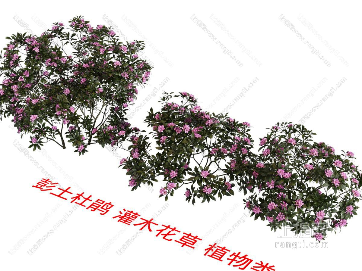 现代杜鹃花 灌木花草植物