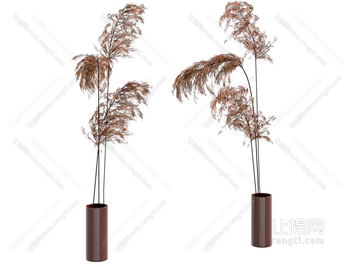 现代花瓶花卉 芦苇花