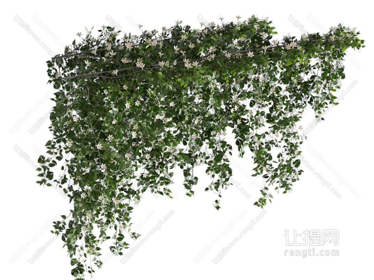 现代藤蔓植物