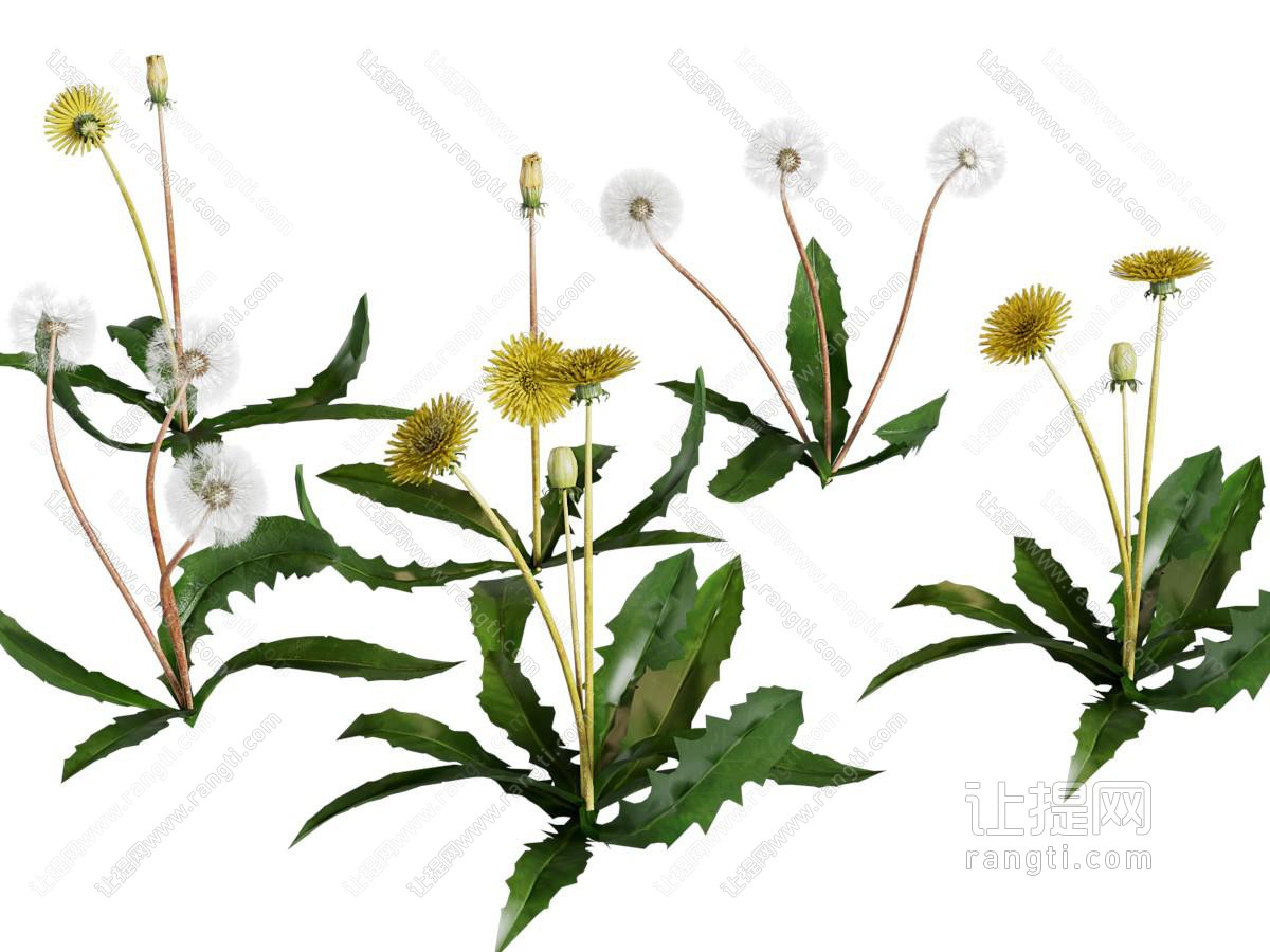 现代蒲公英花草植物