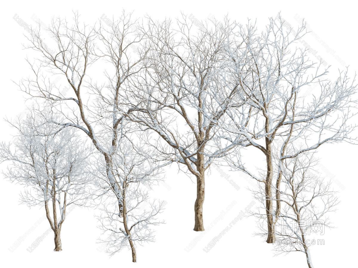 现代雪景树木