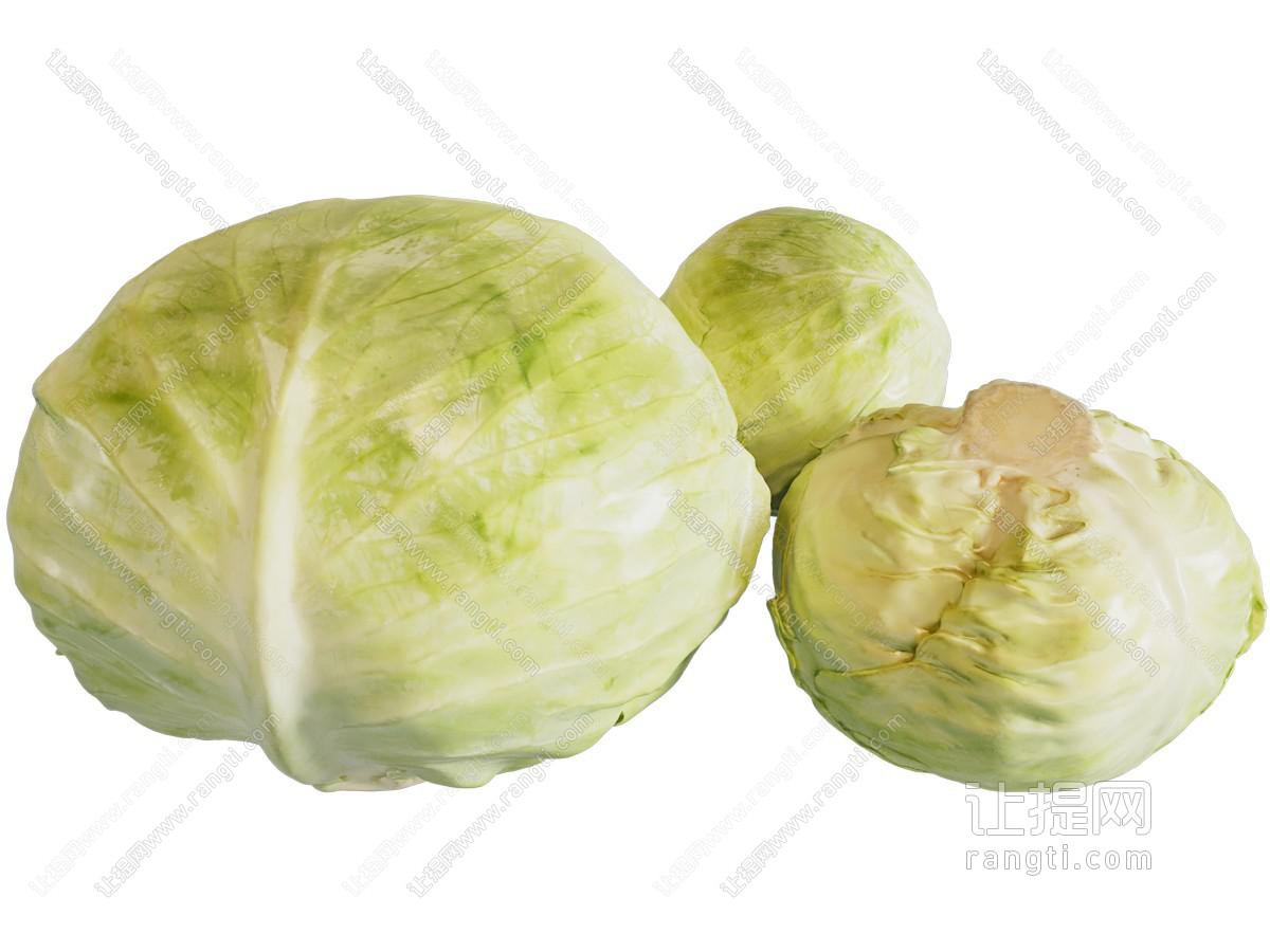 现代包包菜 卷心菜 水果蔬菜