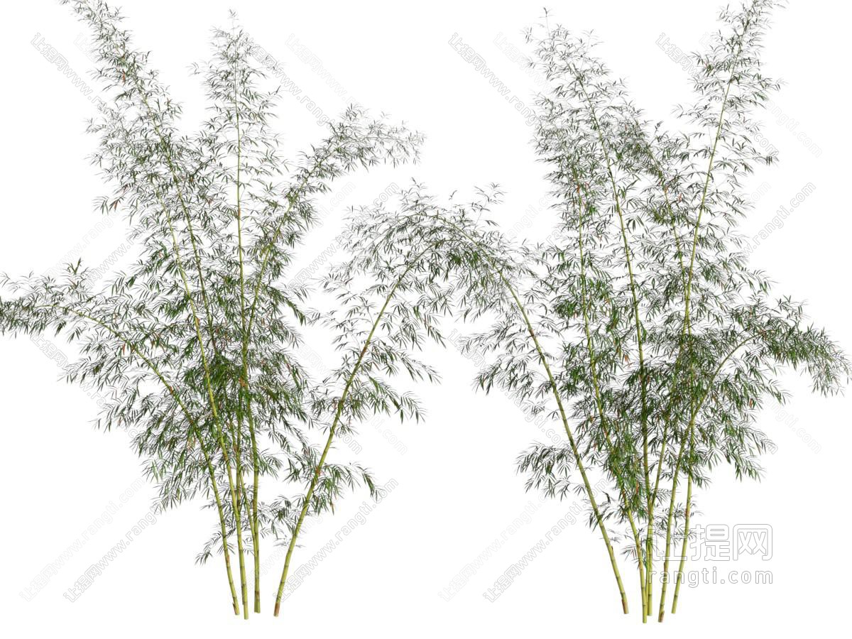 现代竹子 花草植物