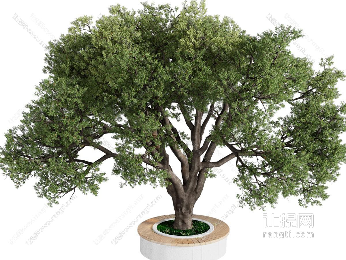 现代花池景观树木