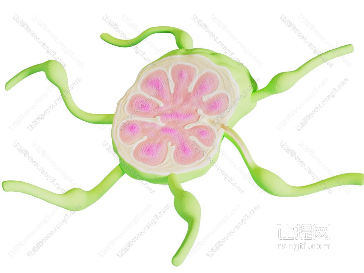 现代淋巴腺 淋巴节 颈部淋巴结剖面