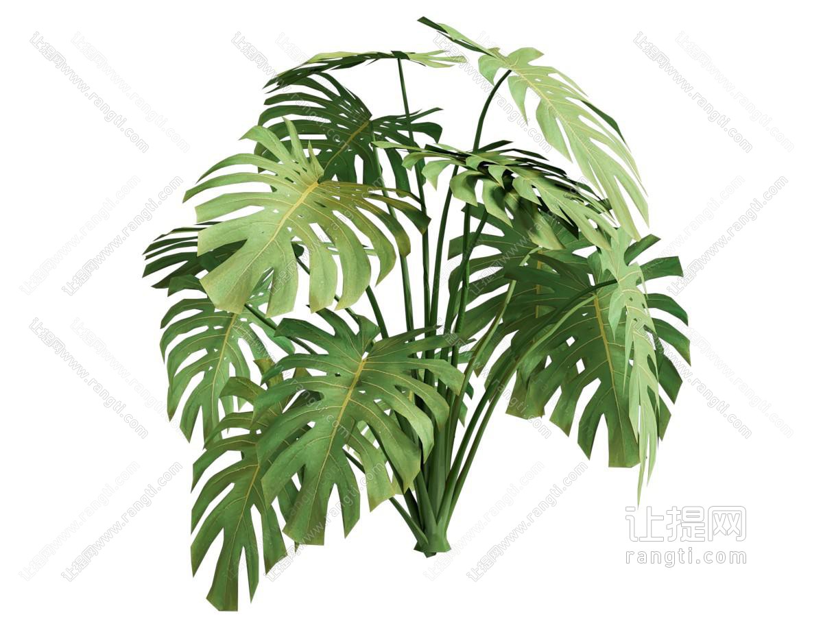 现代龟背竹花草植物