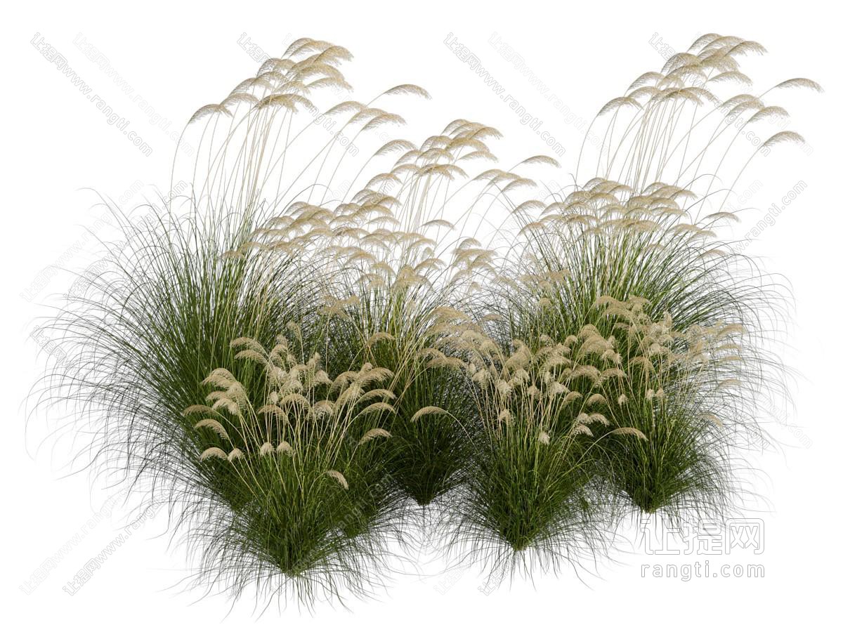 现代狗尾巴草 花草花卉植物