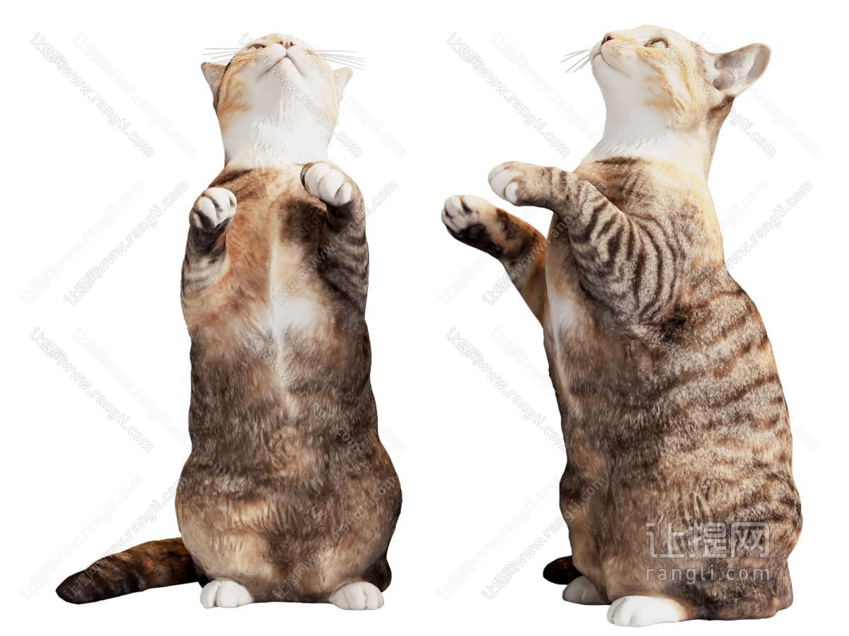 现代宠物猫咪 爬行动物