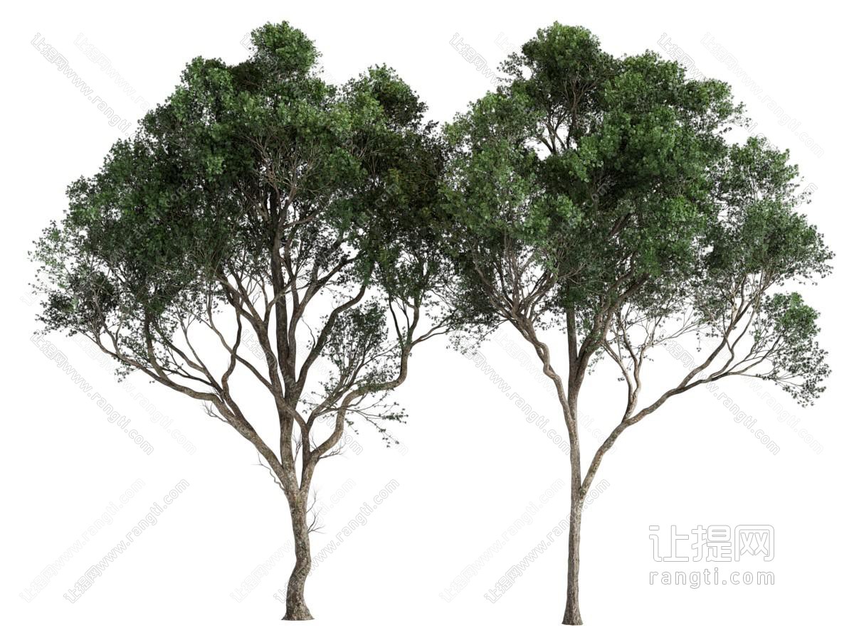 现代景观树木