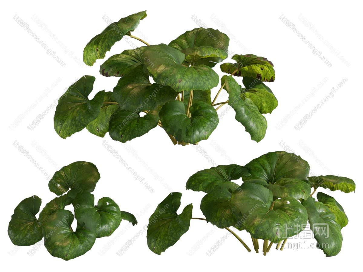 现代花草植物