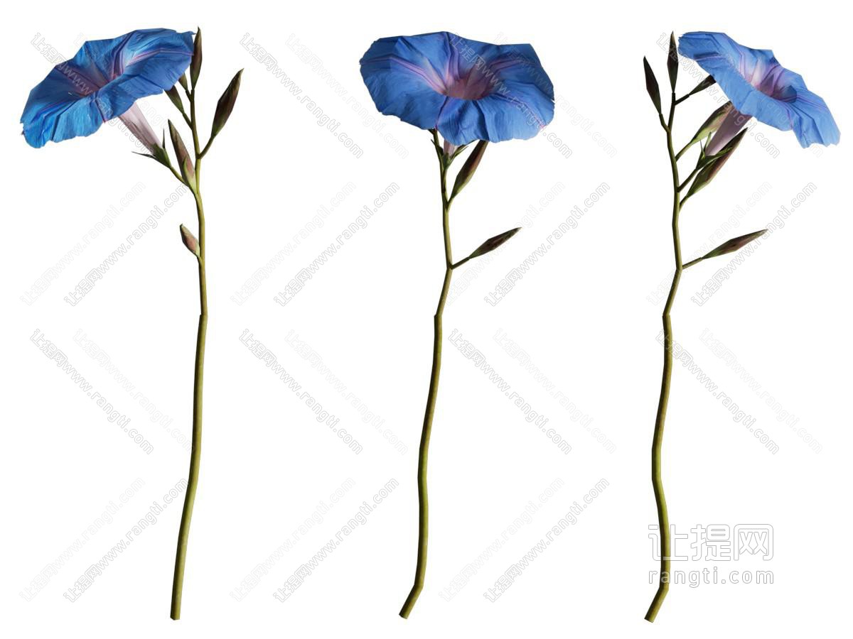 现代牵牛花 藤蔓植物