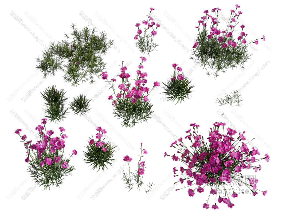 现代花草 花卉植物