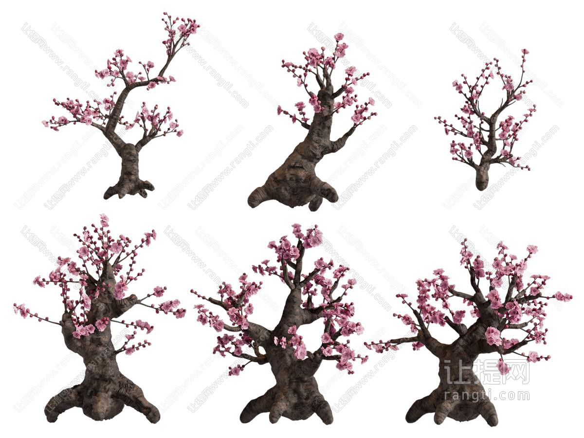 现代开满花朵的桃树