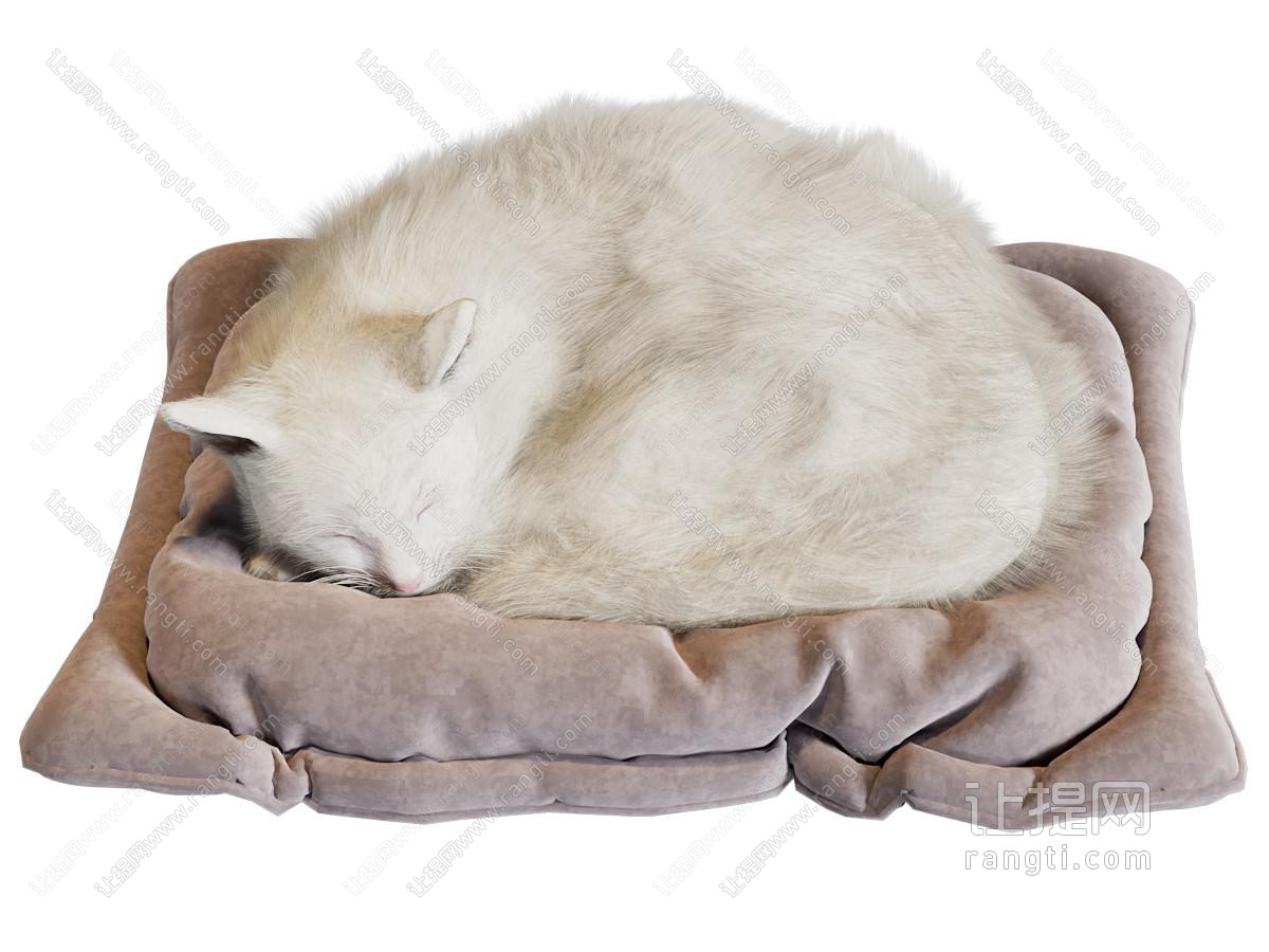 现代睡觉的猫咪 爬行动物