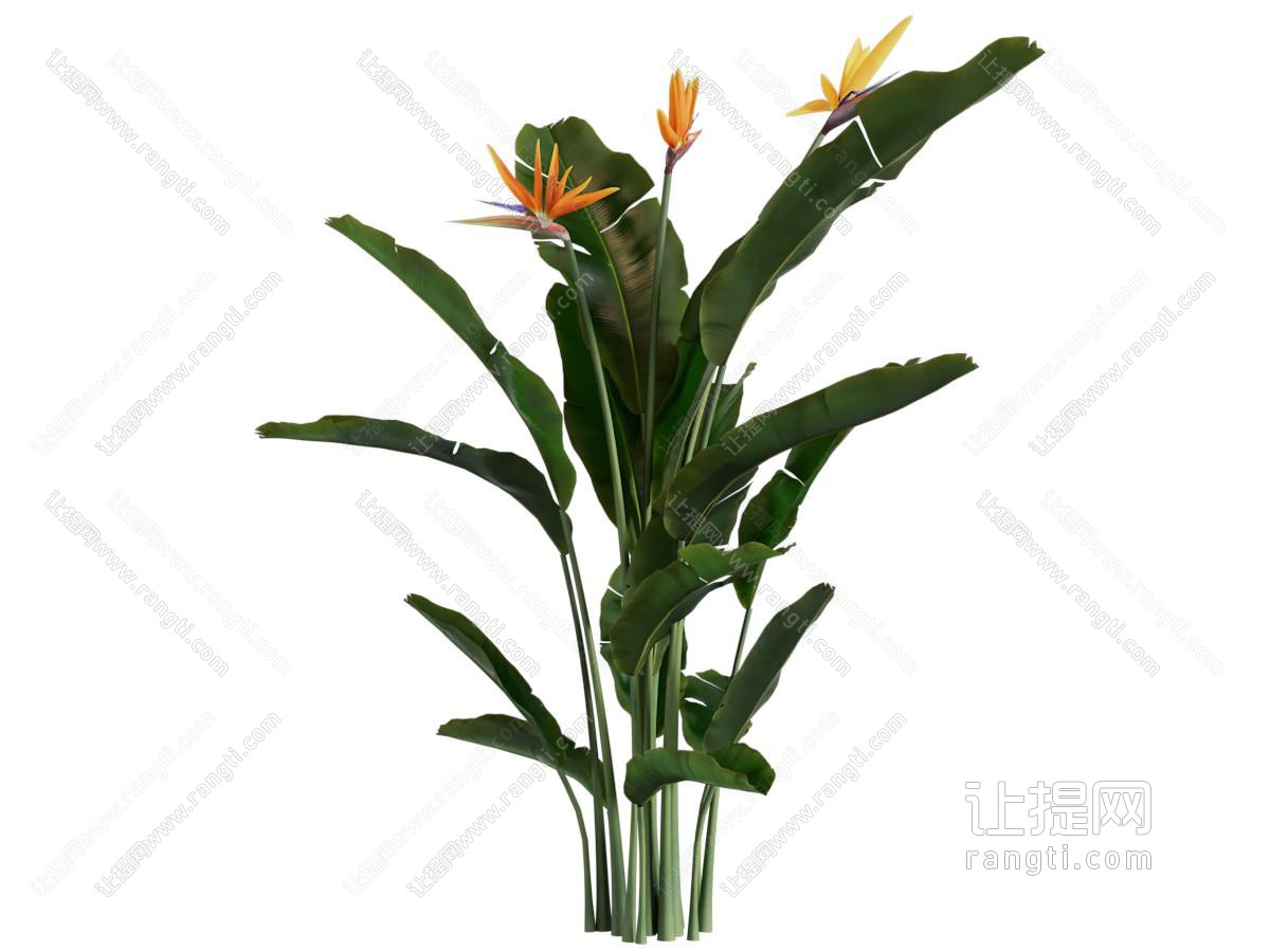 现代芭蕉叶 花卉植物