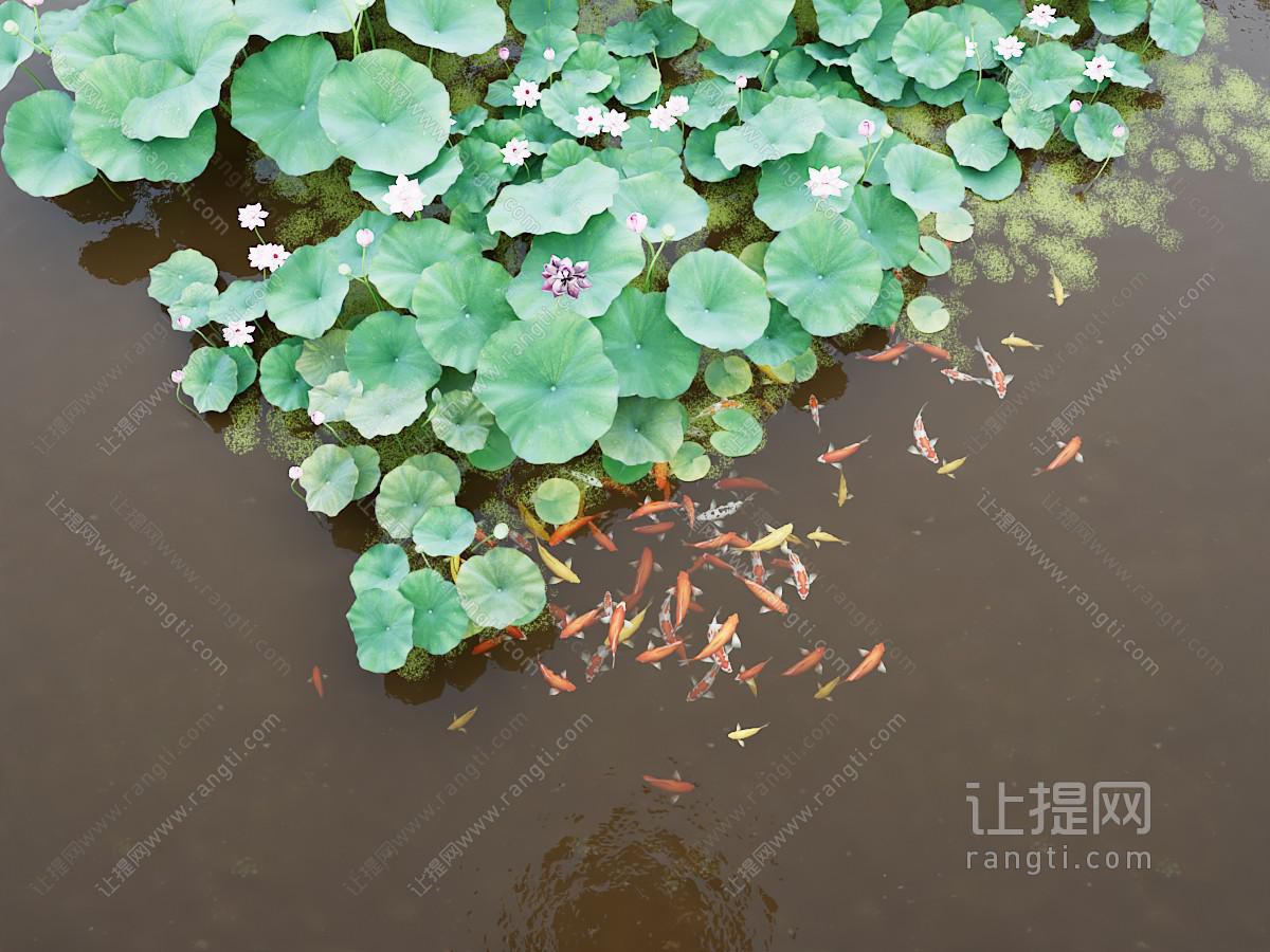 荷花 水生植物