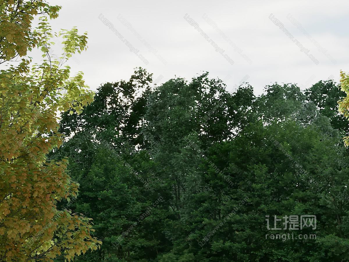 现代树林 树木