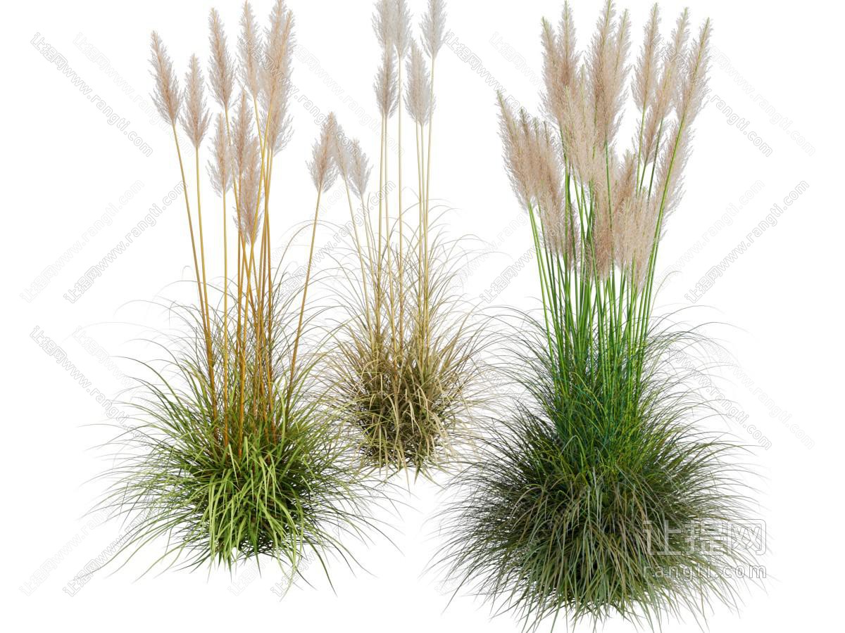 现代芦苇花 花草植物