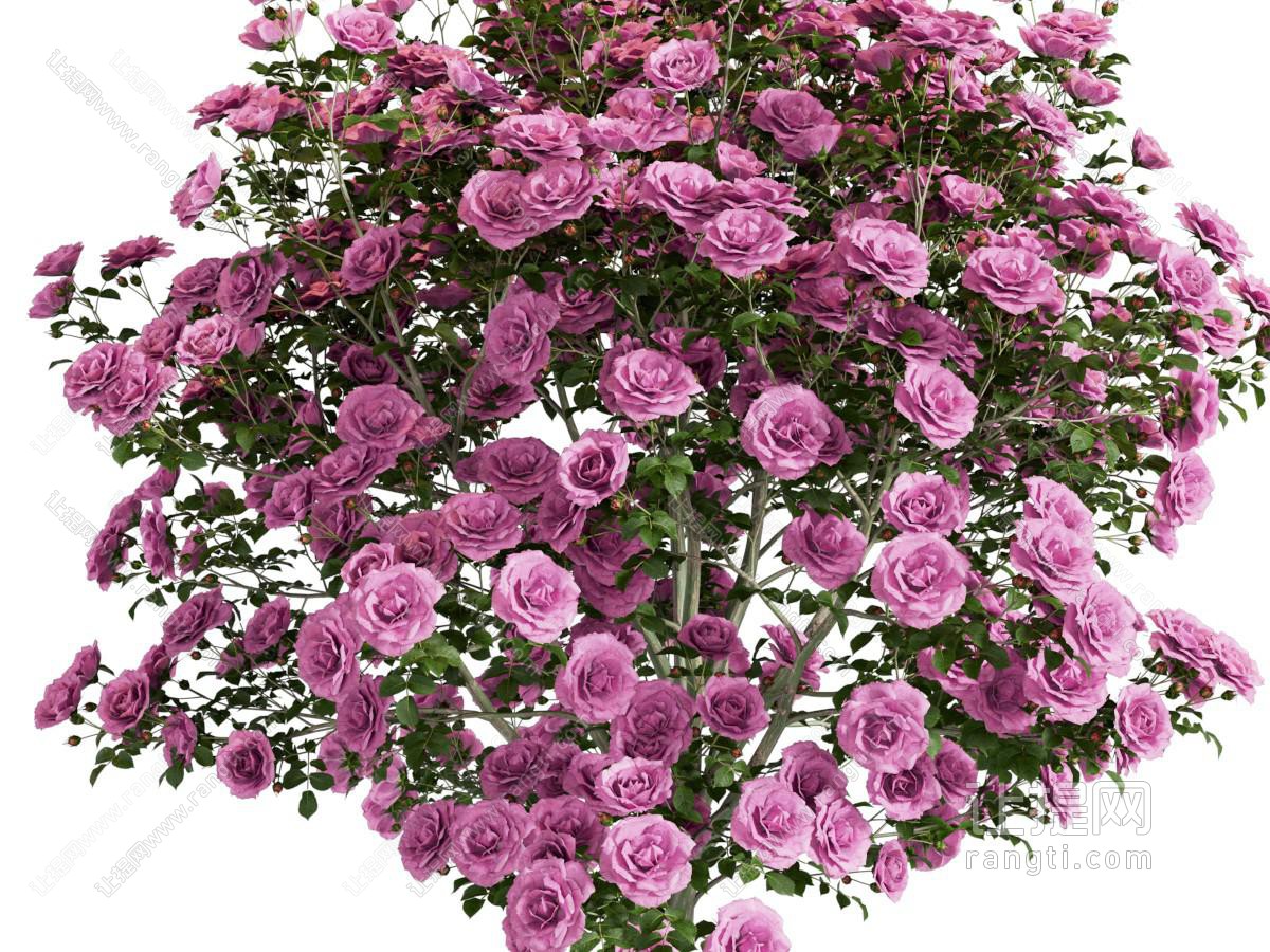 现代玫瑰花 月季花 花草植物