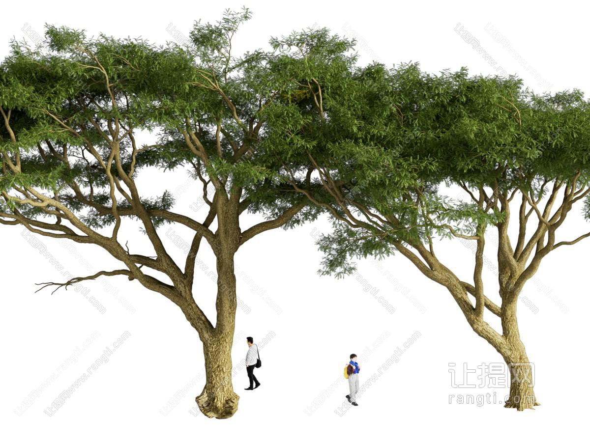 现代大树 老树