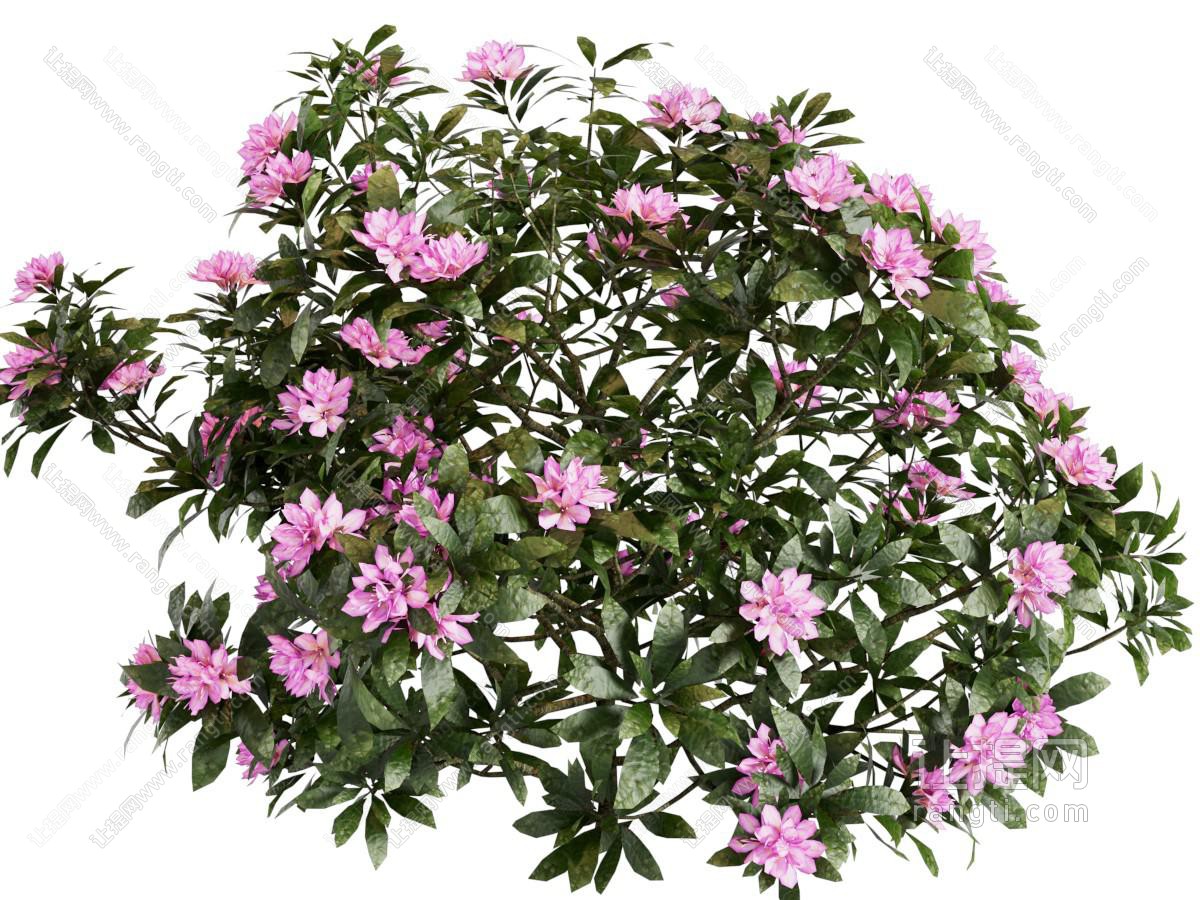 现代开满花朵的花草植物