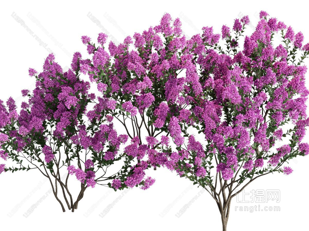 现代开满花朵的景观树木