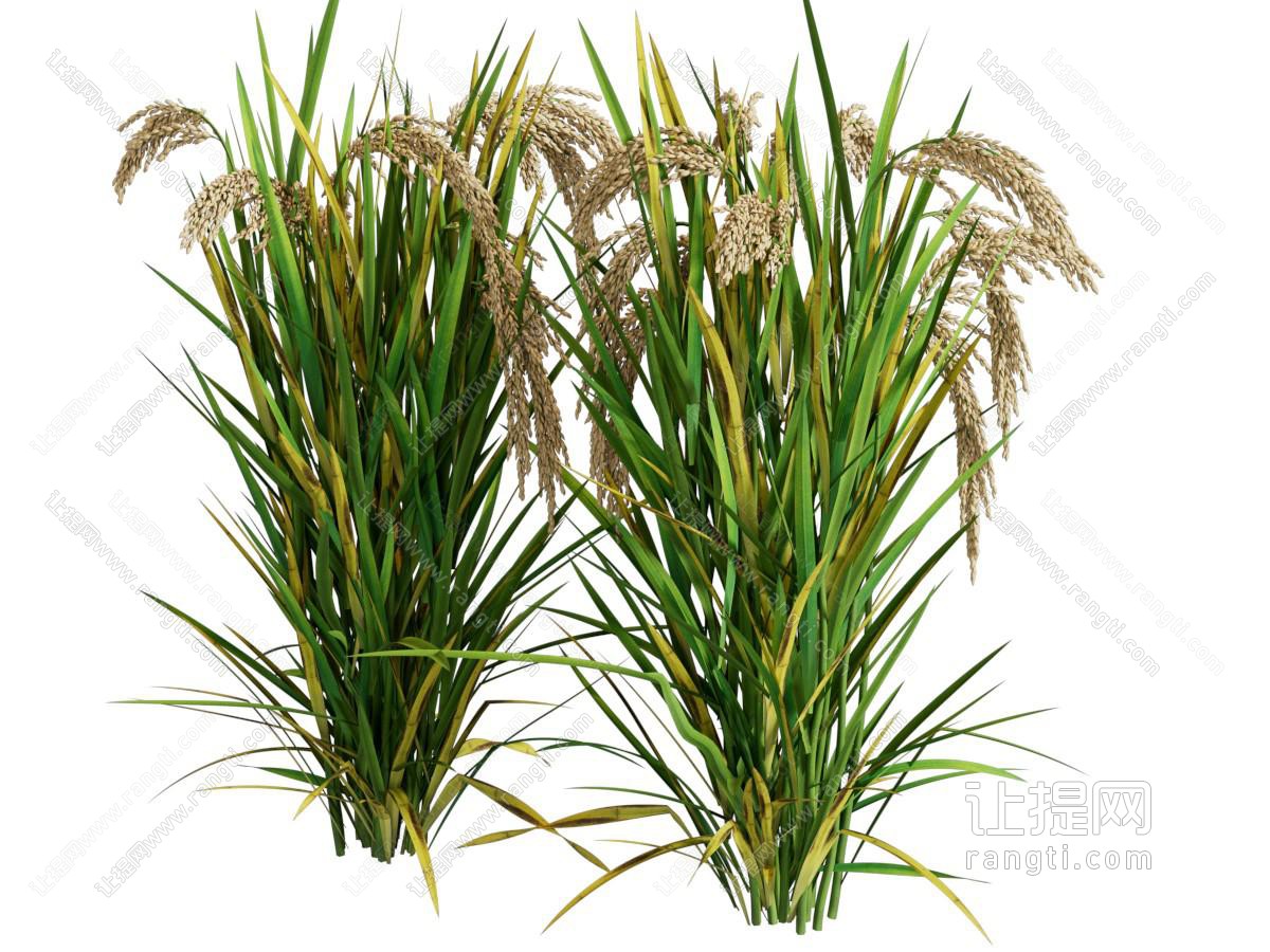 现代麦穗 农作物 花草植物