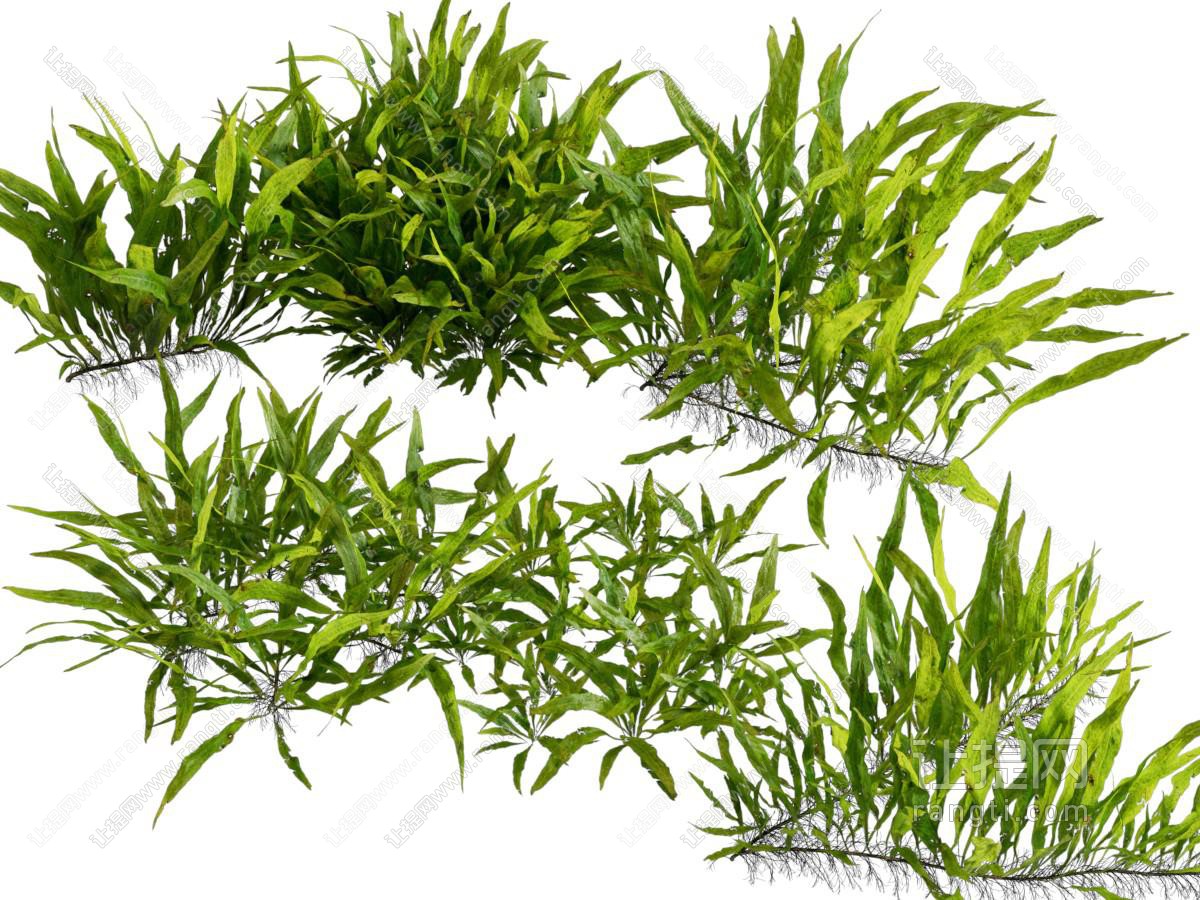 现代花草植物