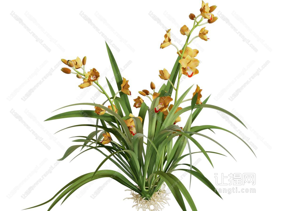 现代水仙花 花草花卉植物