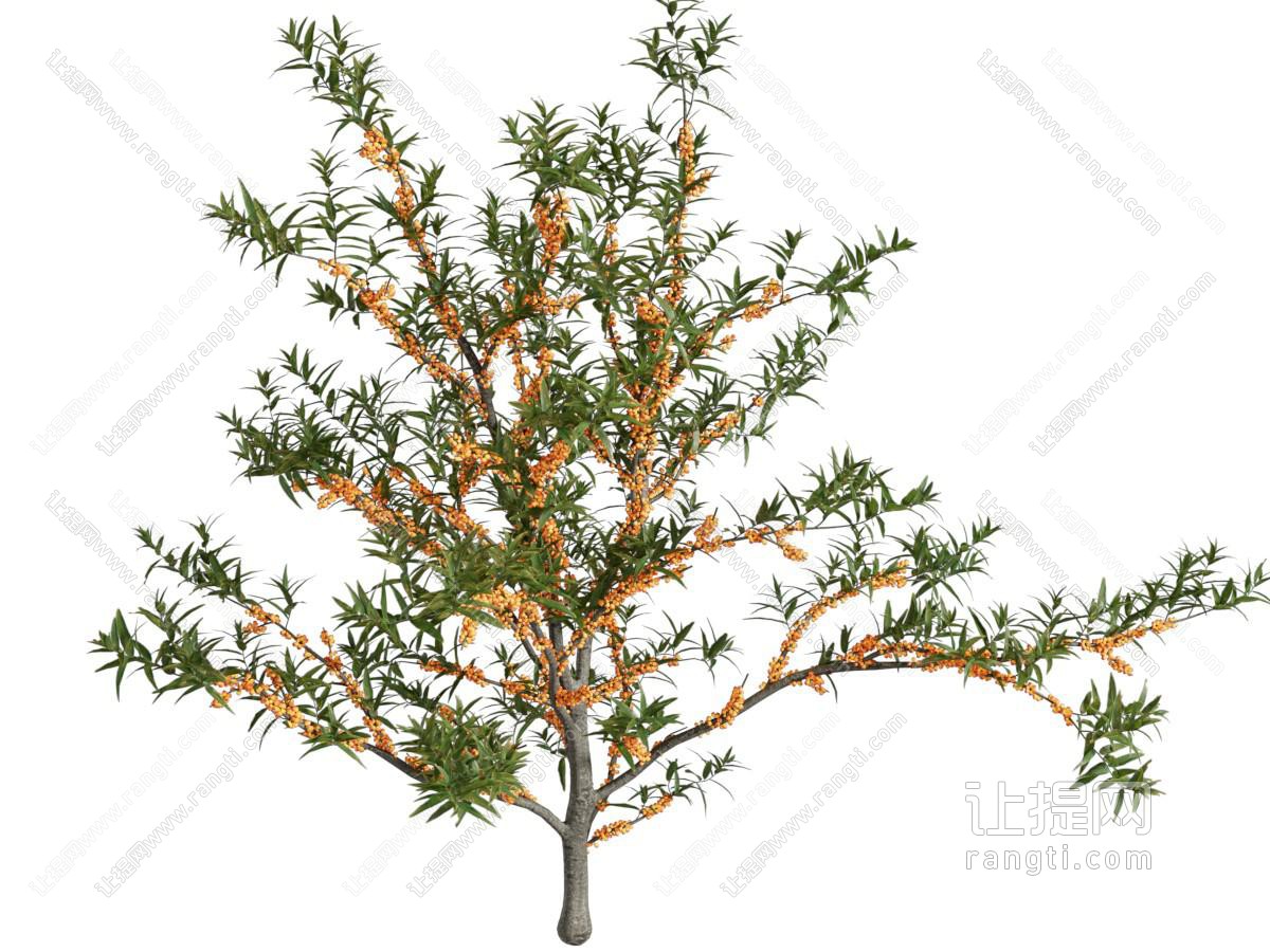 沙棘 花草植物
