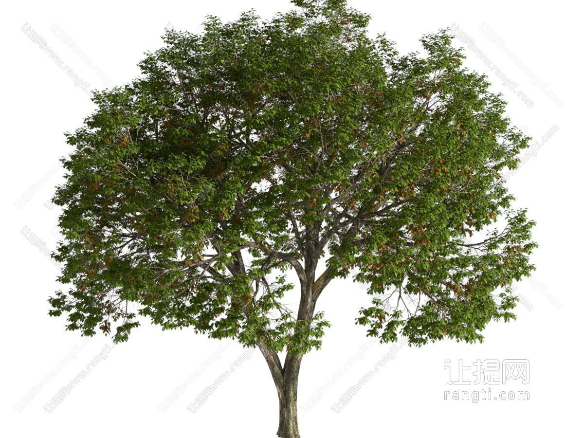 现代景观树木