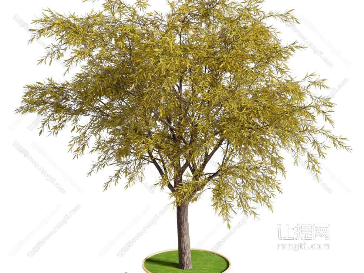 现代 旱柳树 旱柳树植物类