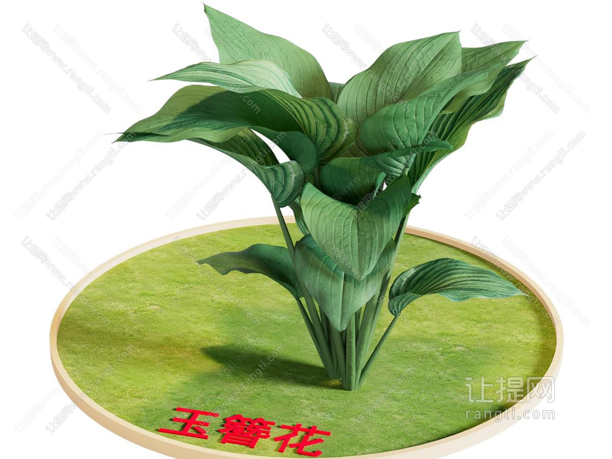 现代花草花卉植物