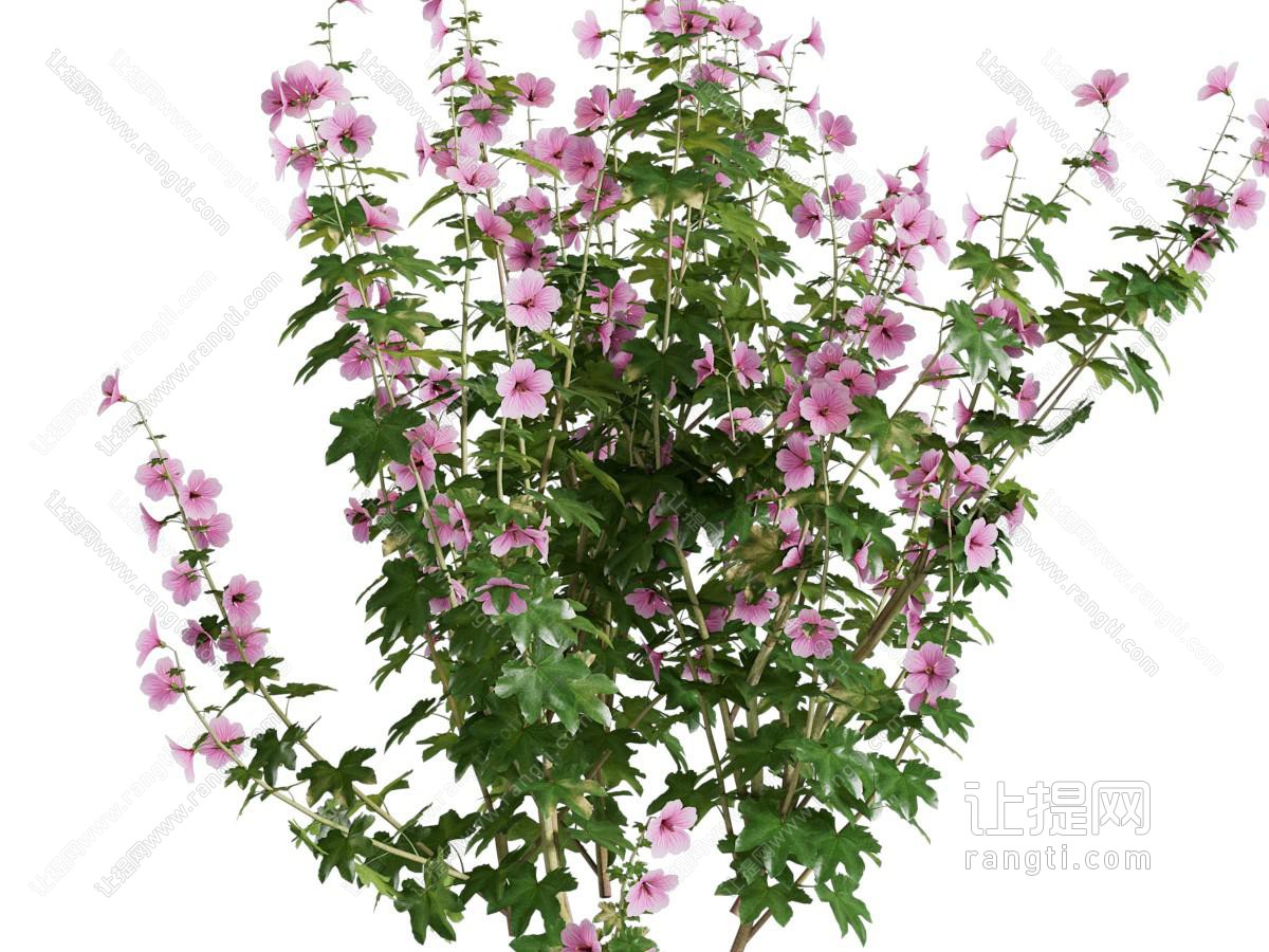 现代花卉花草植物